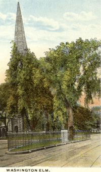 Washington Elm postcard