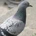 Central Square Pigeon