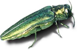 Emerald Ash Borer