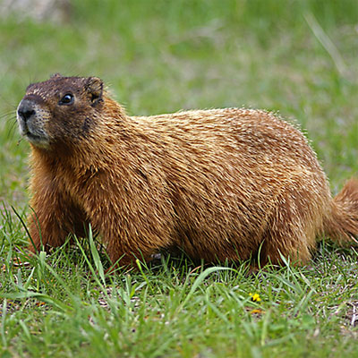 groundhog