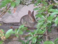 Charles River rabbit