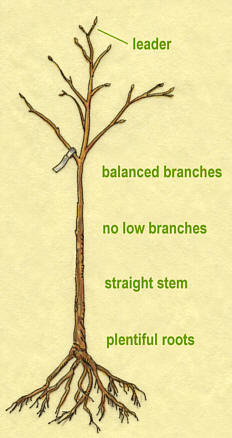 STEM and root