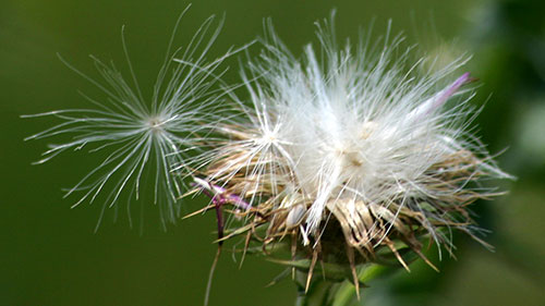 down of a thistle: the fluffy part of a sharp plant that you can blow away