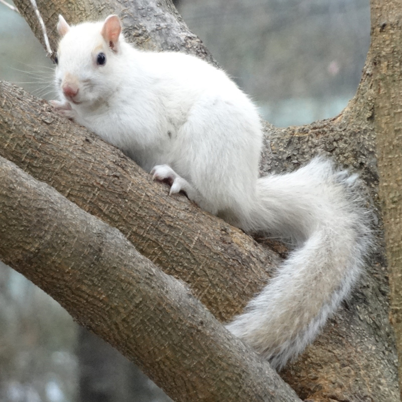 White Squirrel at Volpe Center