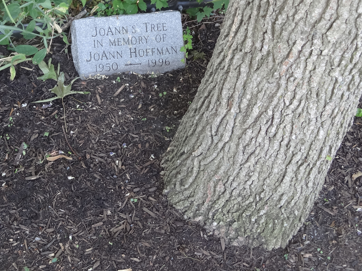 JoAnn's Tree