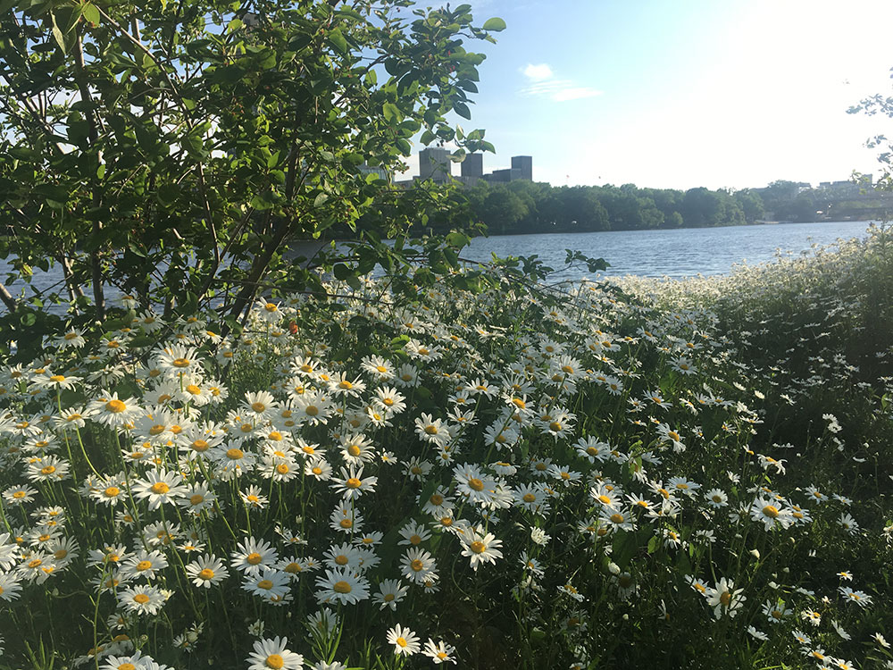 Daisies on the Charles